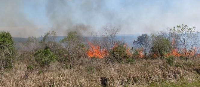 Bombeiros registram 267 incêndios ambientais este ano