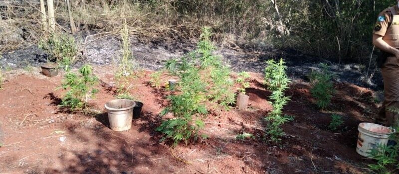 Após apagar incêndio, bombeiros encontram plantação de maconha em Maringá