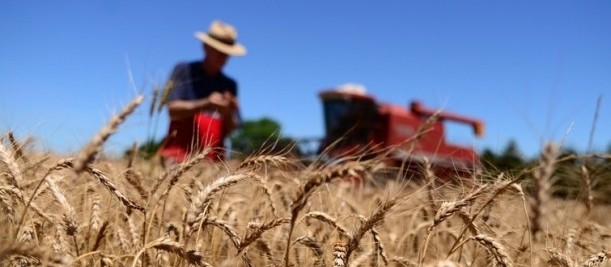 Trigo custa R$ 43 a saca em várias praças do estado