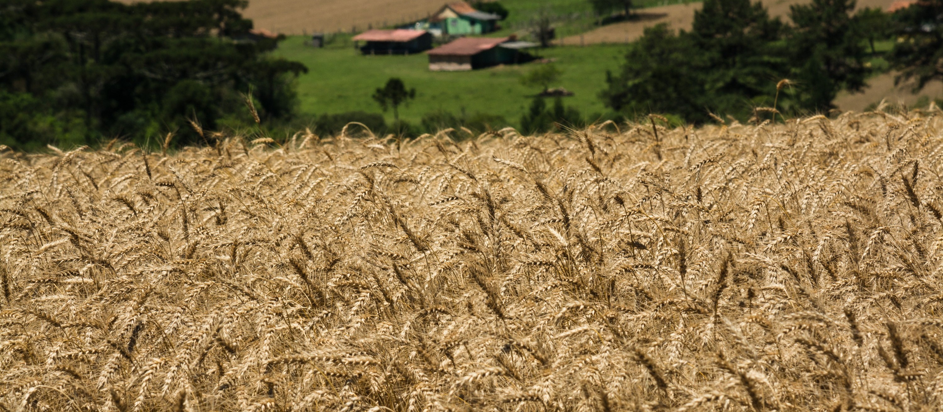 Trigo permanece a R$ 48 a saca em várias praças do Paraná