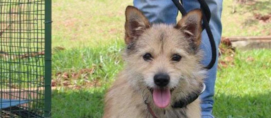 Secretaria de Bem-Estar Animal lança campanha para adoção de pets idosos