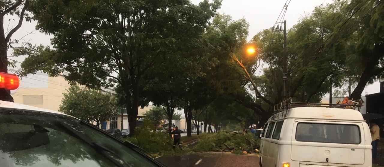 Sete árvores caíram em Maringá devido ao temporal