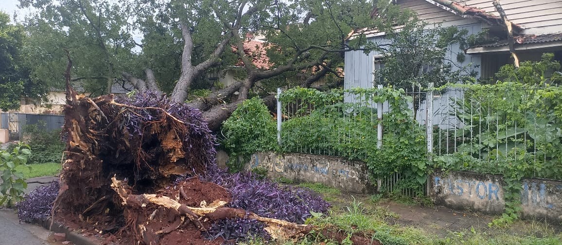 Durante temporal, árvore cai e atinge residência em Maringá; família precisou deixar a casa