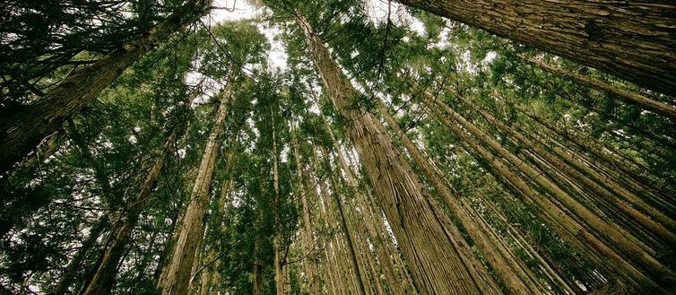 Florestas Plantadas geram estoque de 4,2 bi de gás carbônico