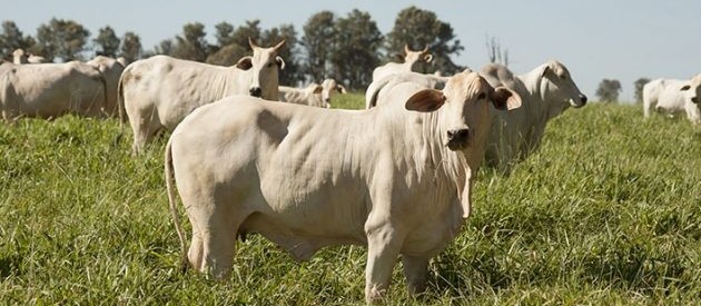 Surto de raiva expõe necessidade de vacinar o rebanho 