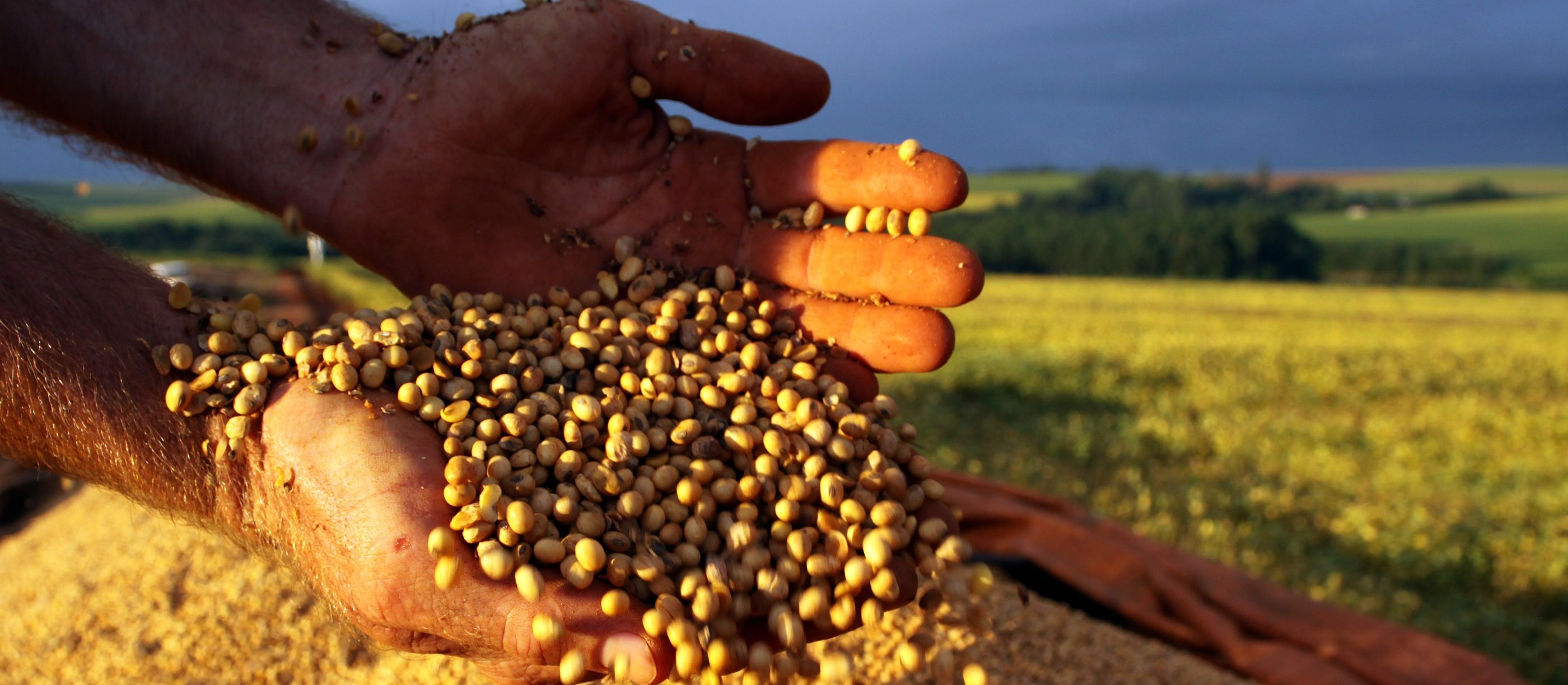 Soja custa R$ 76,50 a saca em Maringá