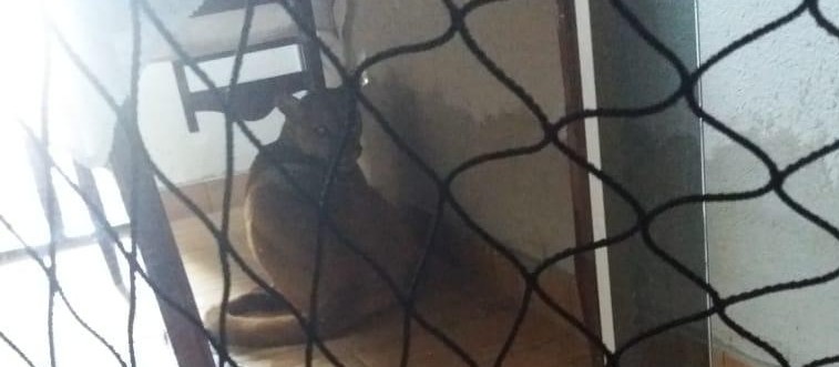 Onça parda aparece em casa e moradora pensa que é um cachorro