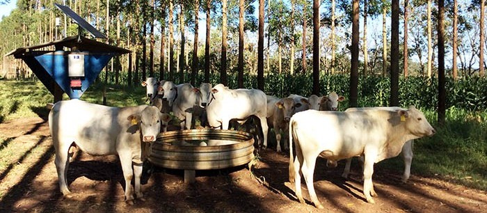 Gado criado em sistema integrado com árvores frequenta menos água