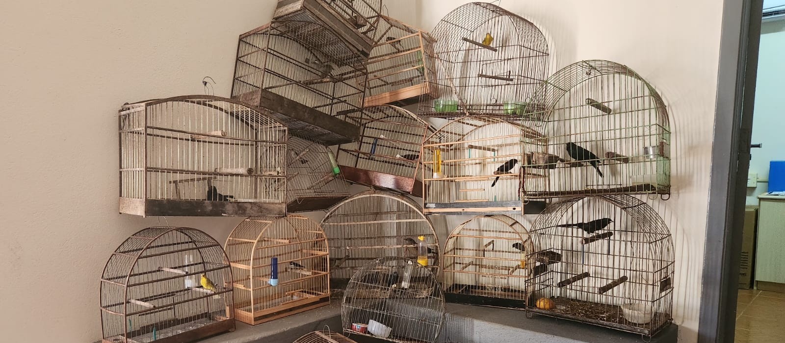 Quatro são presos por manter aves silvestres em cativeiro, diz polícia