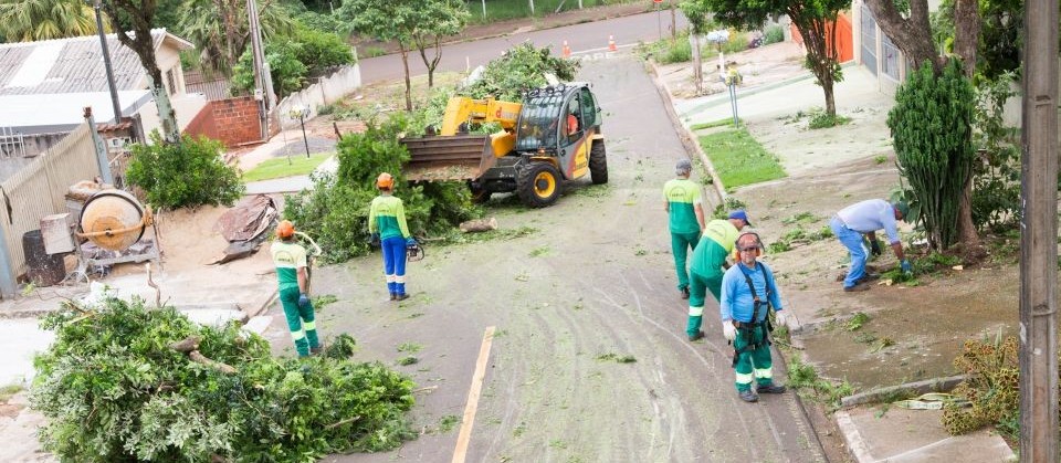 Maringá tem 3 mil árvores aguardando corte