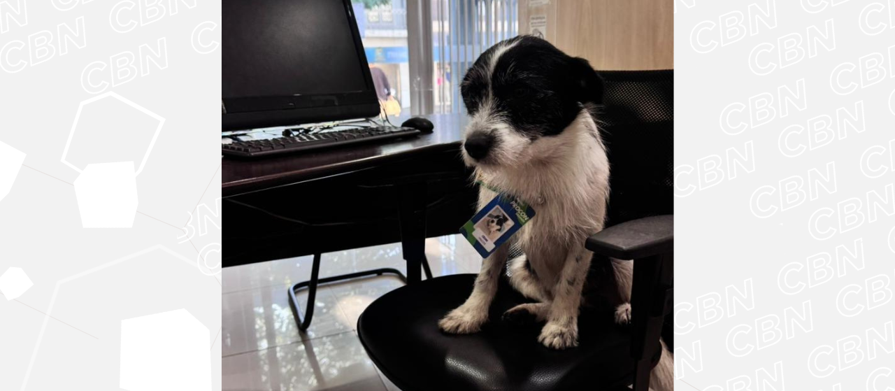 Mascote do Procon de Sarandi tem até crachá de servidor
