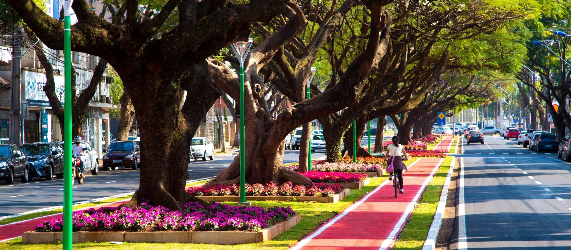  Plano de Arborização está pronto, mas ainda depende de aprovação