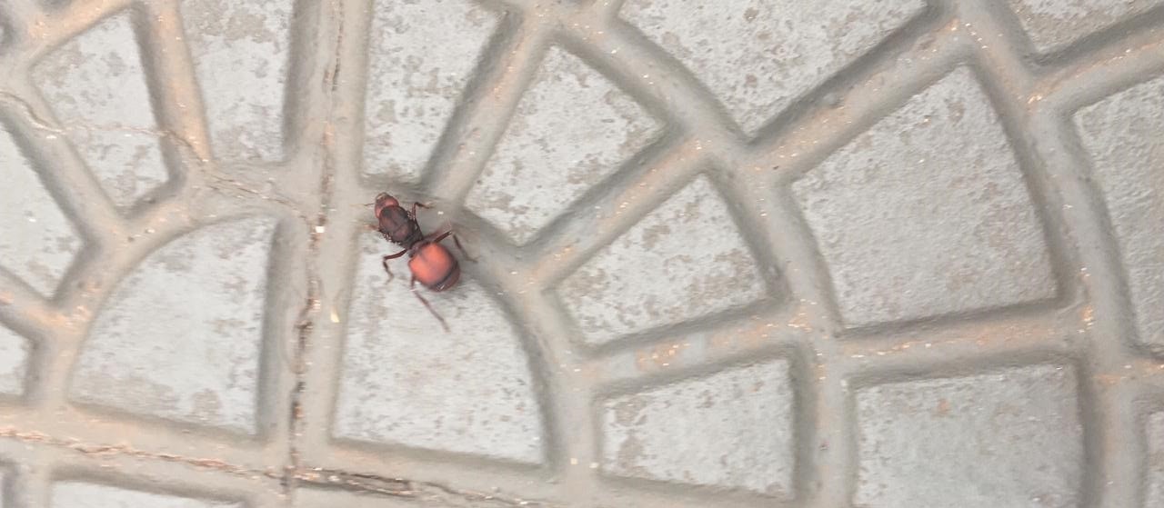 Calor expulsa formigas “gigantes” de tocas para praças de Maringá