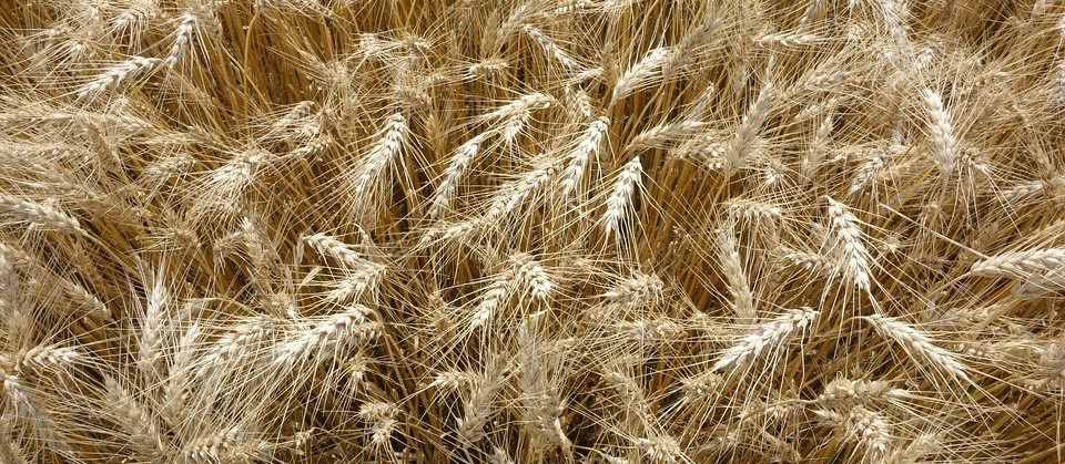 Semana termina com preços agrícolas estáveis