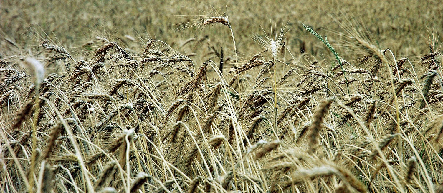 Trigo custa R$ 45 a saca em Maringá