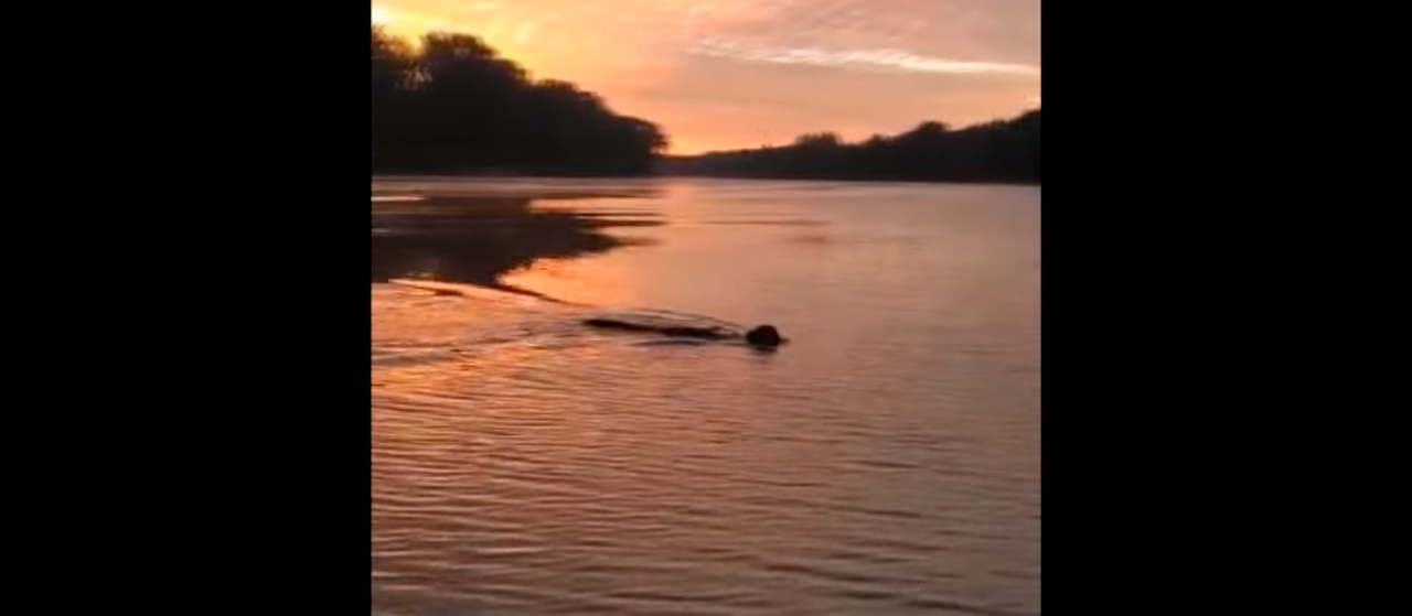 Onça é flagrada atravessando o Rio Ivaí e vídeo viraliza 