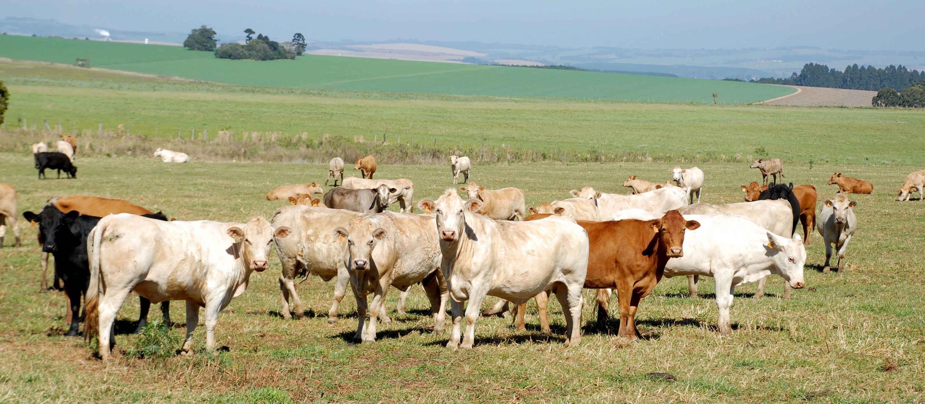 Preços dos produtos agropecuários devem desacelerar