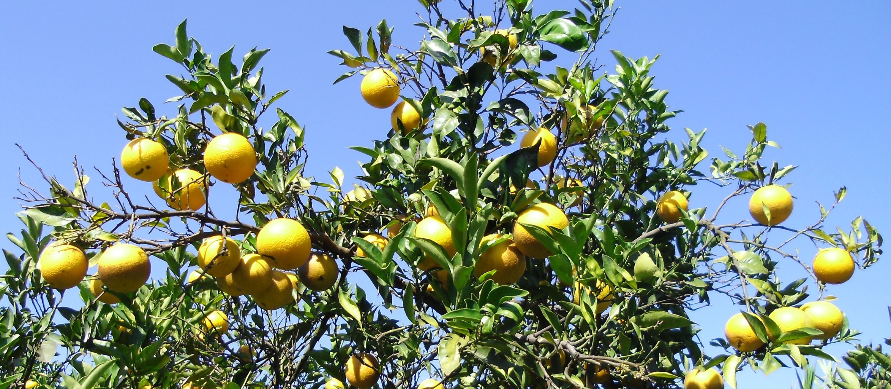 Decreto de emergência fitossanitária para combater o greening derruba barreiras jurídicas