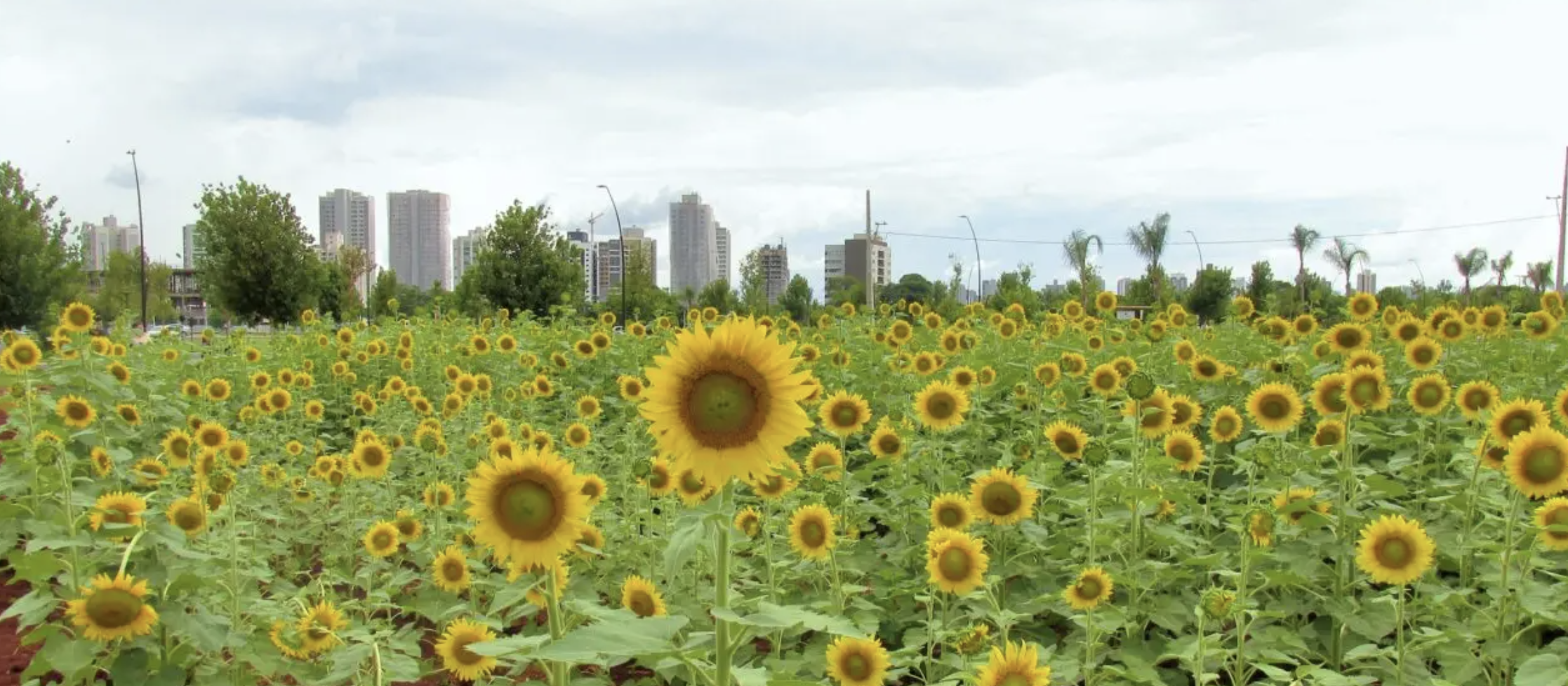 Confira a previsão do tempo para este sábado, 24, em Maringá e no Paraná