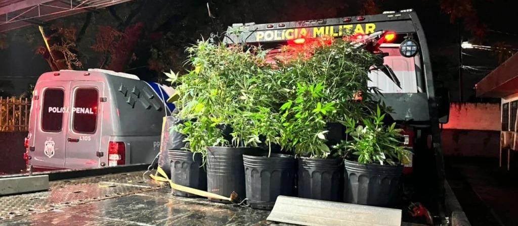 Associação canábica se manifesta após apreensão em Maringá