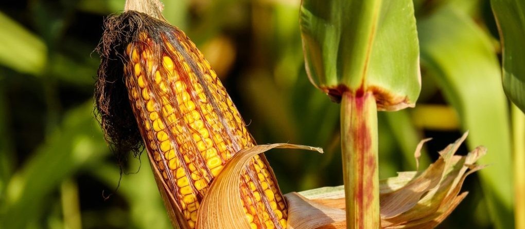 Cotações de produtos agrícolas: terça-feira [24 de setembro]