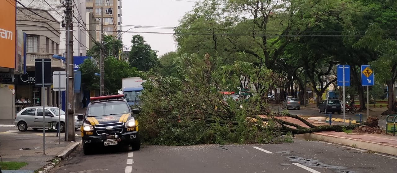 Já passa de 80 o número de árvores caídas em Maringá