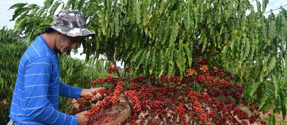 Café em coco custa R$ 6,50 kg 