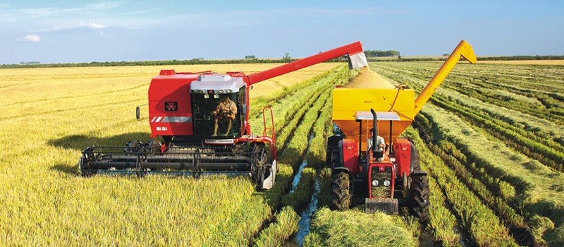 Colheita do arroz está com produtividade abaixo do esperado