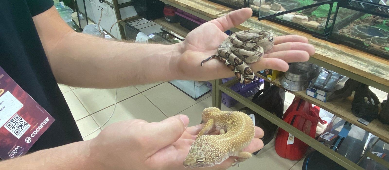 Animais exóticos chamam atenção na Expoingá