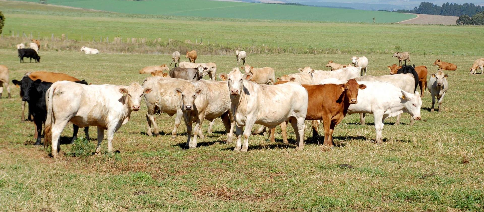 Paraná aguarda chancela de área livre de febre aftosa sem vacina