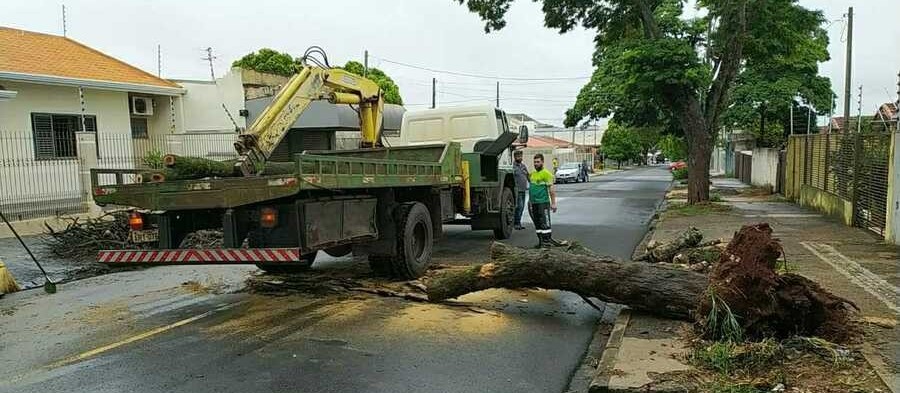 Chuva derruba árvores neste domingo (17) em Maringá