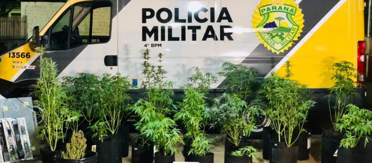 Polícia descobre casa com plantação de maconha em estufa