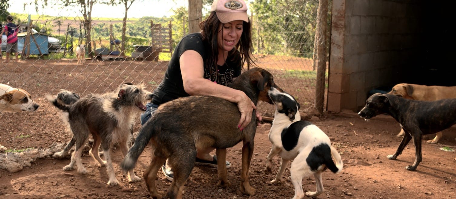 Sociedade Protetora dos Animais de Sarandi pede ajuda para alimentar abrigados