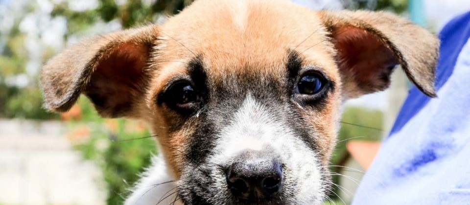 Na temporada de frio os pets também sofrem com doenças respiratórias