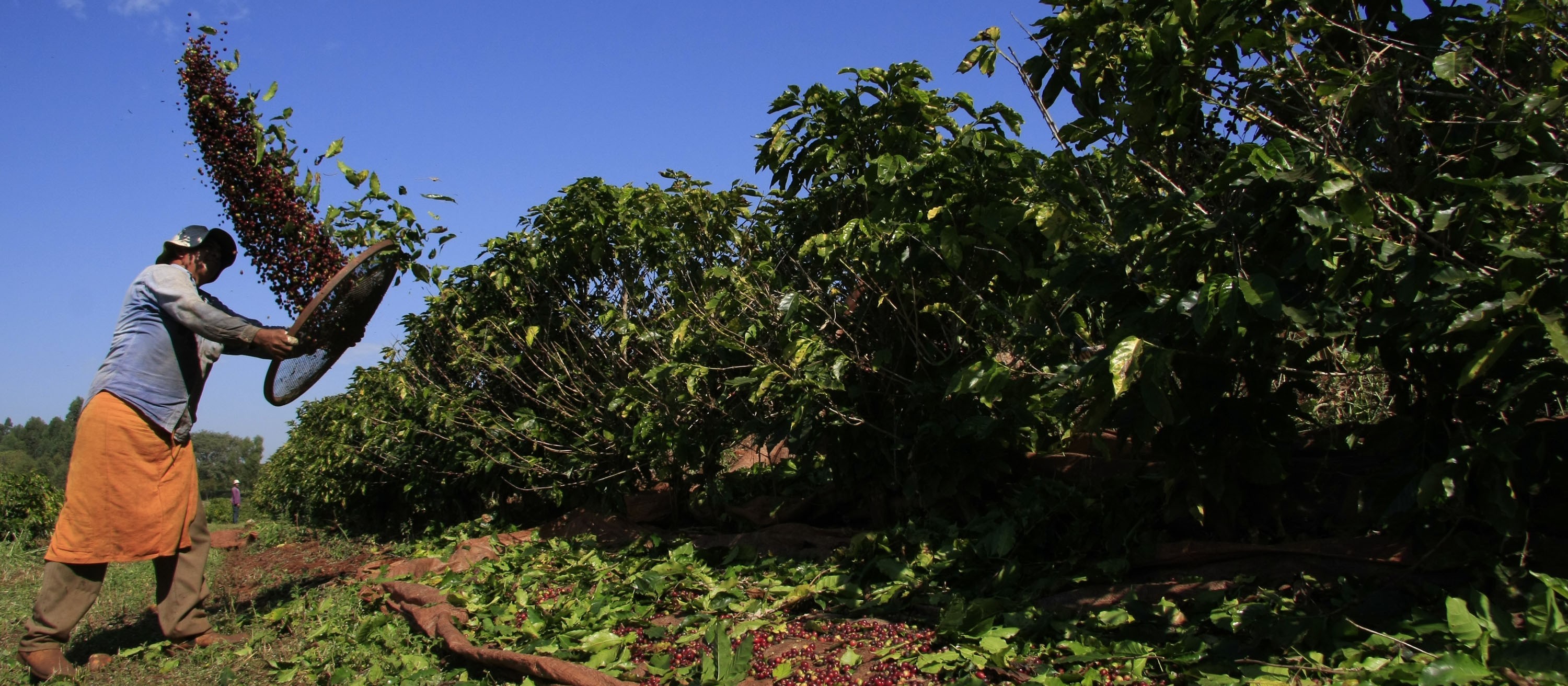 Café em coco custa R$ 6,37 kg em Maringá