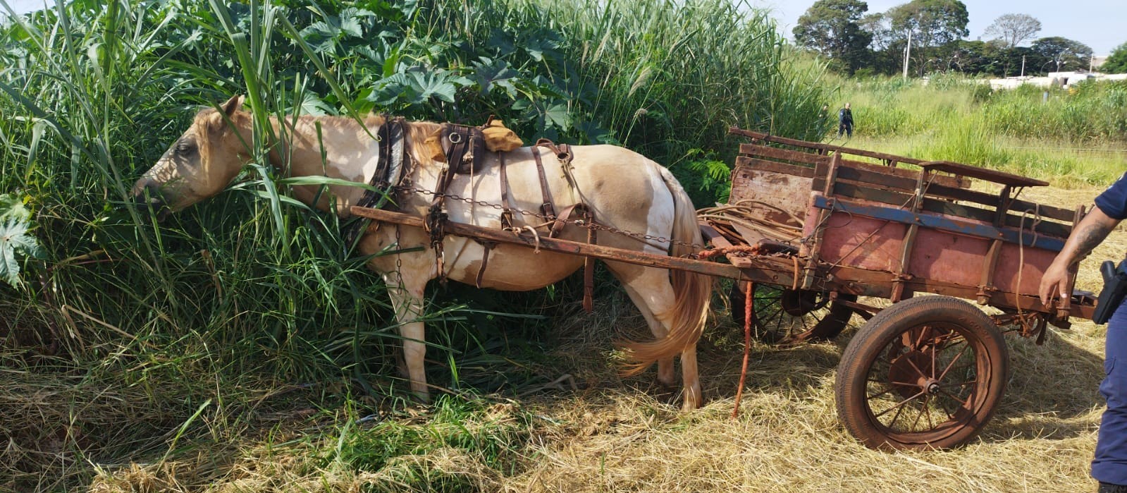 Cavalo e carroça são abandonados perto da linha do trem em Sarandi