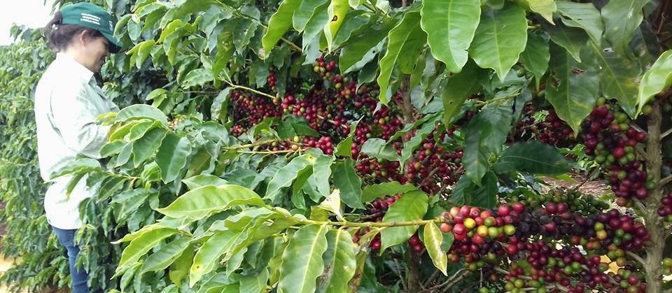 Café mantém bom desenvolvimento em todo estado