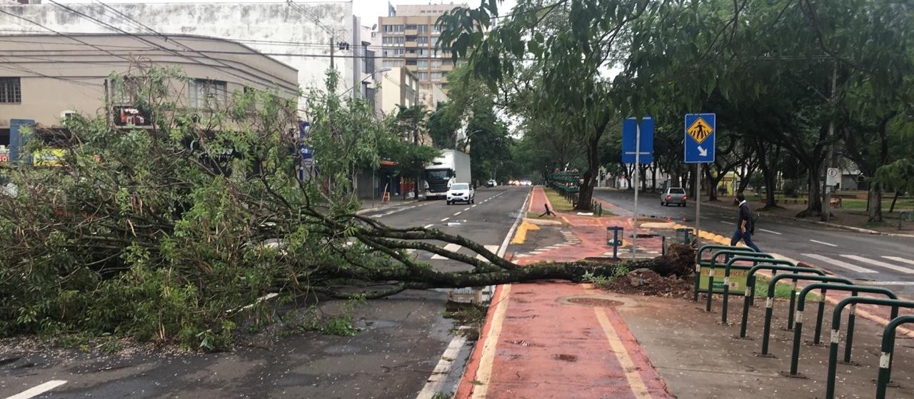 Temporal derruba mais de 40 árvores em Maringá