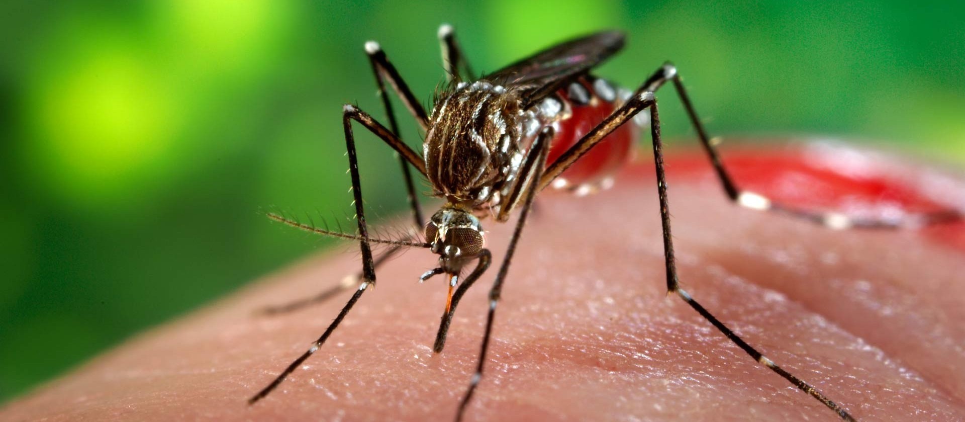 Secretaria de Saúde do Paraná confirma caso de chikungunya