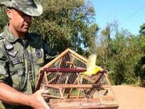 48 aves silvestres capturadas de maneira ilegal são devolvidas à natureza em Apucarana