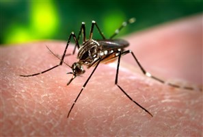 Chuva e temperaturas altas acendem o alerta contra a dengue