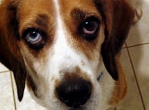 Grupo faz protesto e tenta remover beagles da UEM