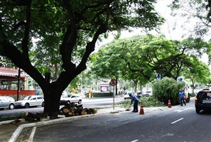 Mutirão de limpeza é realizado em Maringá após vendaval ocorrido há três dias