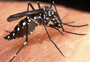 Prefeitura de Campo Mourão vai decretar estado de emergência por causa da dengue