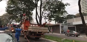 Bombeiros resgatam uma arara que estava no alto de uma árvore com 25 metros de altura, em Maringá