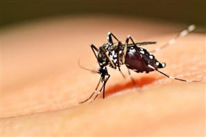 Cinco regiões de Maringá têm alto risco para a dengue