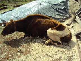 Ex-prefeito de Goioerê é acusado de maus-tratos a animais e multado pelo Instituto Ambiental do Paraná