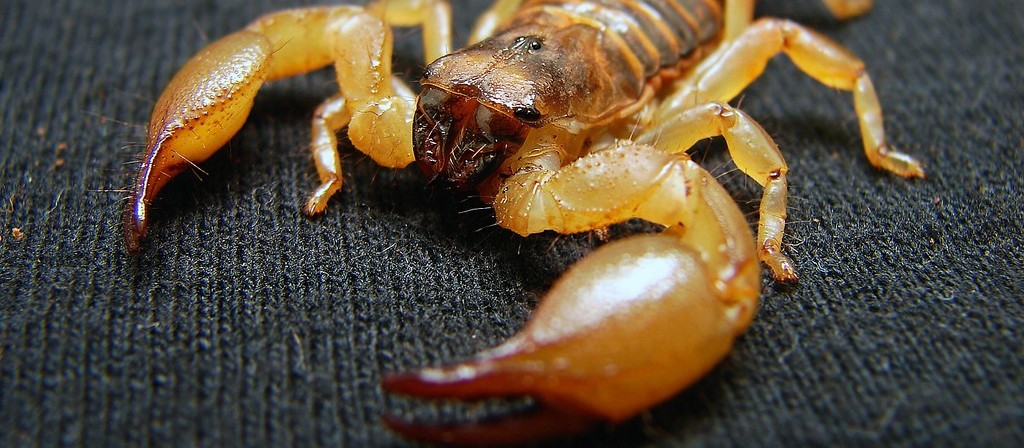 Mulher é picada por escorpião amarelo