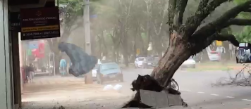 Registro impressionante do momento em que uma árvore cai