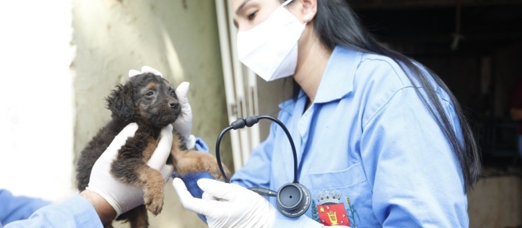 Homem é multado em R$ 20 mil por maus-tratos a cães em Maringá